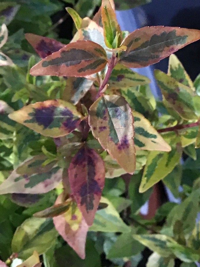 Abelia grandifolia — related species from the same genus