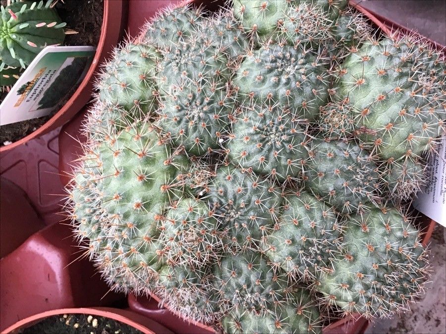 Rebutia deminuta leaf