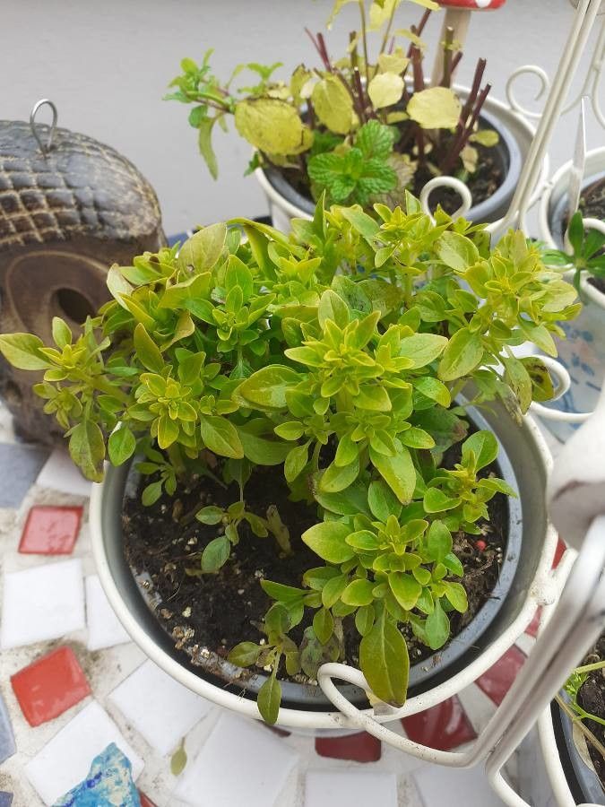 Ocimum minimum fruit