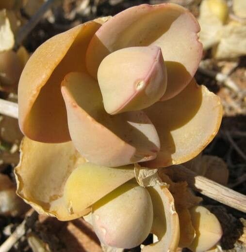 Mesembryanthemum sladenianum — search result for 'Mesembryanthemum'