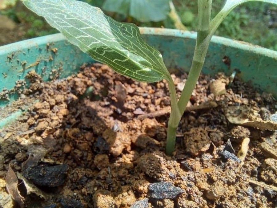 Anoectochilus imitans bark