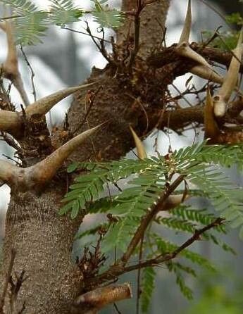 Vachellia sphaerocephala bark