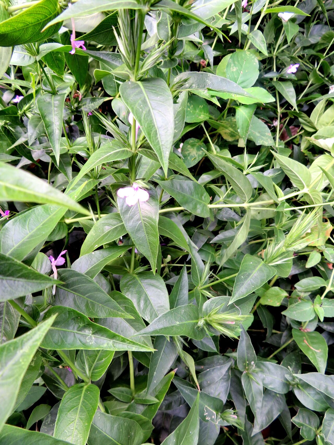 Justicia hassleri — houseplant care guide