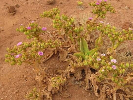 Mesembryanthemum guerichianum habit