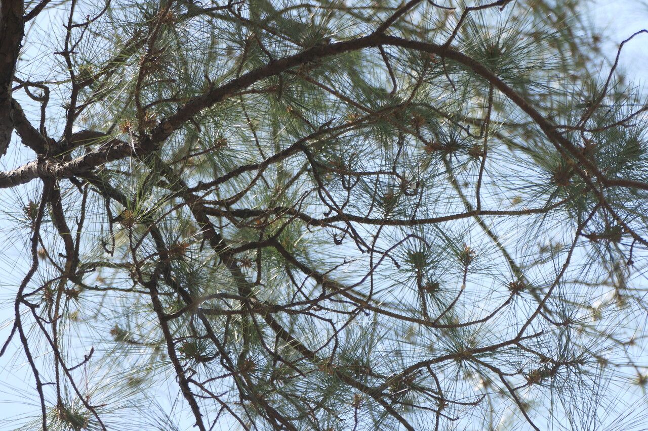 Pinus taeda — pest resistant houseplant