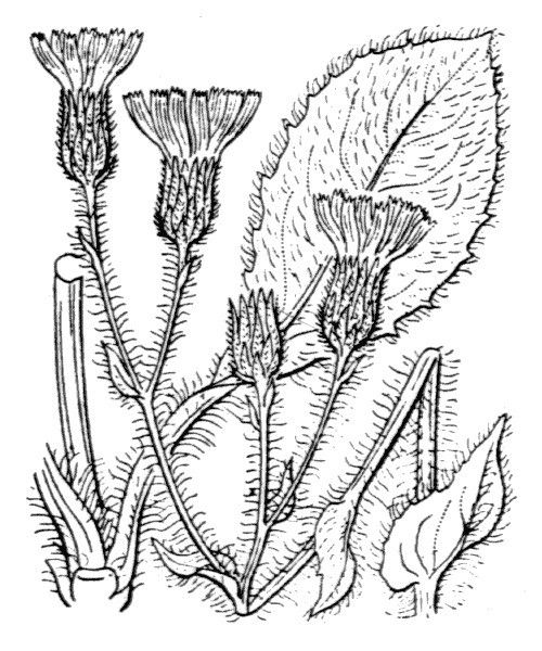 Hieracium compositum other