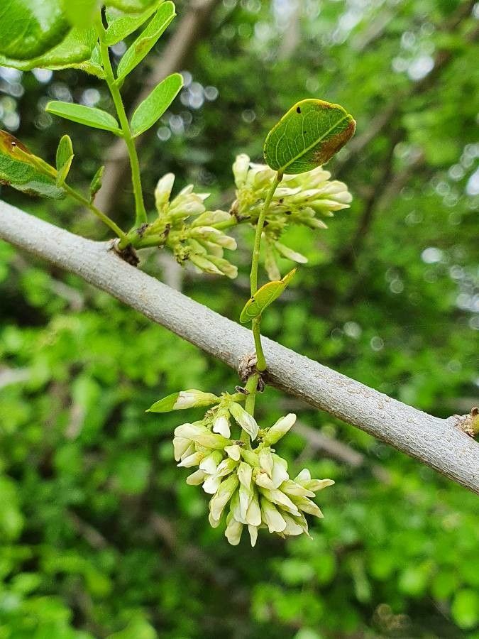 Dalbergia melanoxylon flower