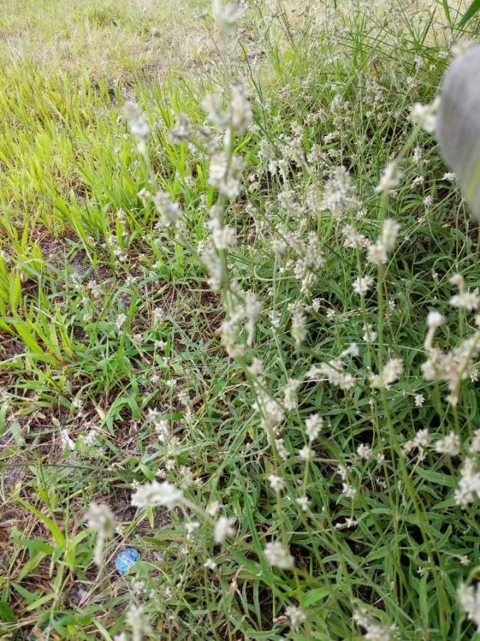 Froelichia gracilis habit