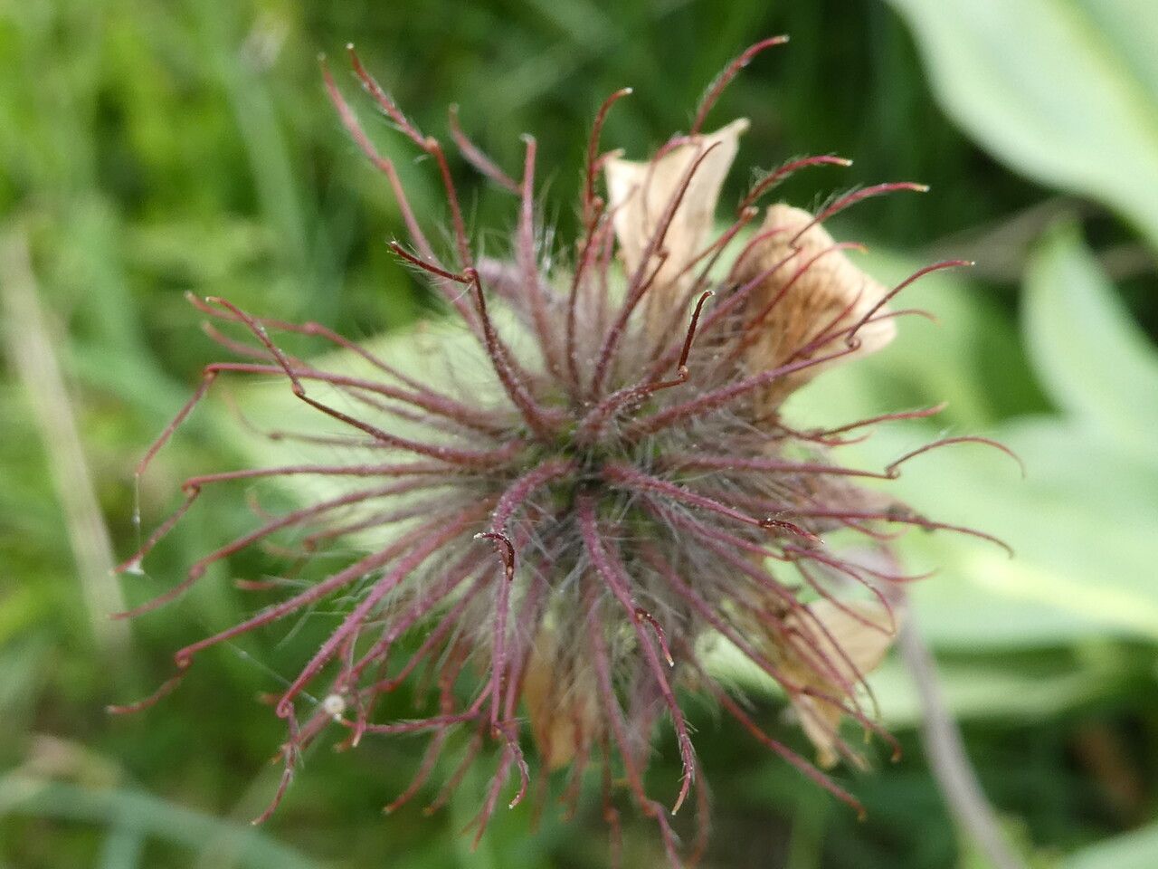 Geum rivale fruit