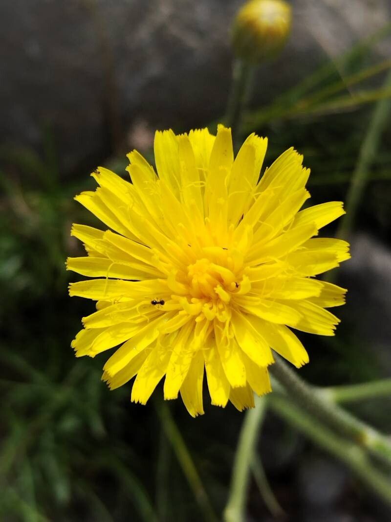 Crepis chondrilloides flower