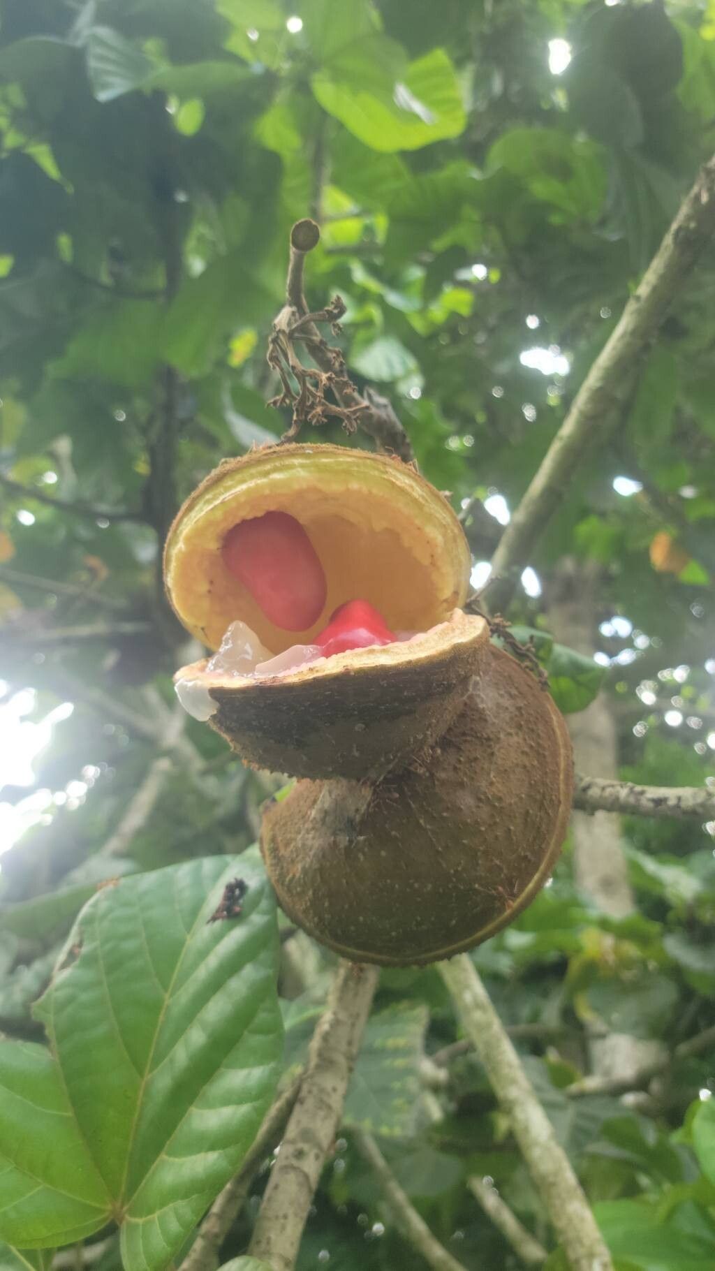 Cola gigantea — houseplant care guide