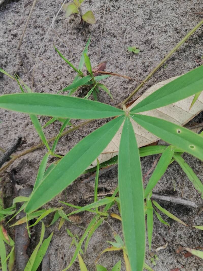 Tephrosia lupinifolia — houseplant care guide