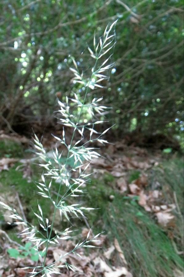 Calamagrostis varia fruit