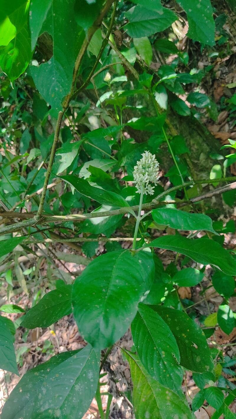 Palicourea hebeclada leaf