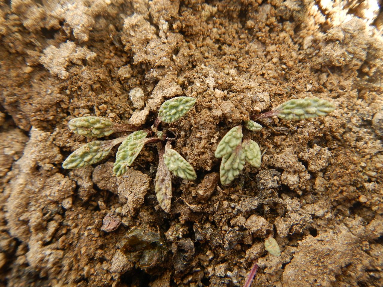 Valeriana wandae — houseplant care guide