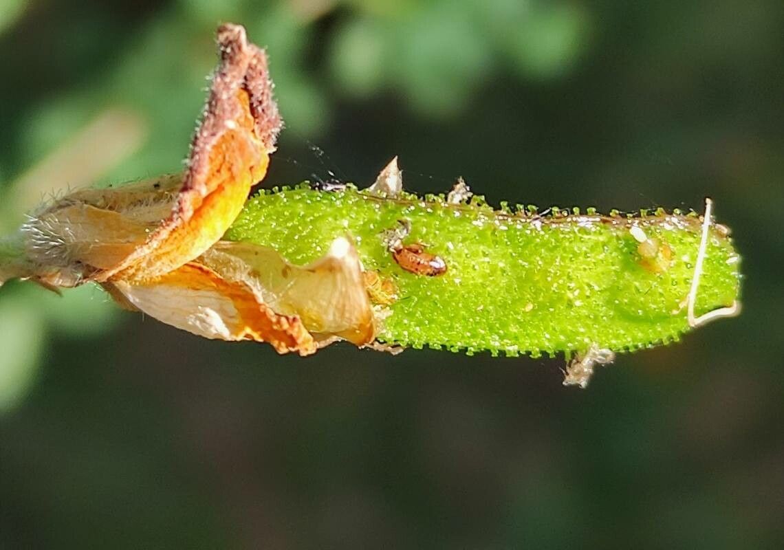 Adenocarpus telonensis fruit