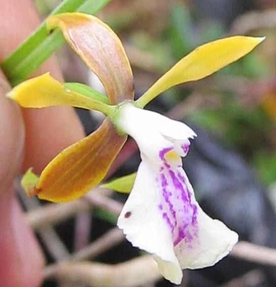 Epidendrum tetraceros — search result for 'Epidendrum'