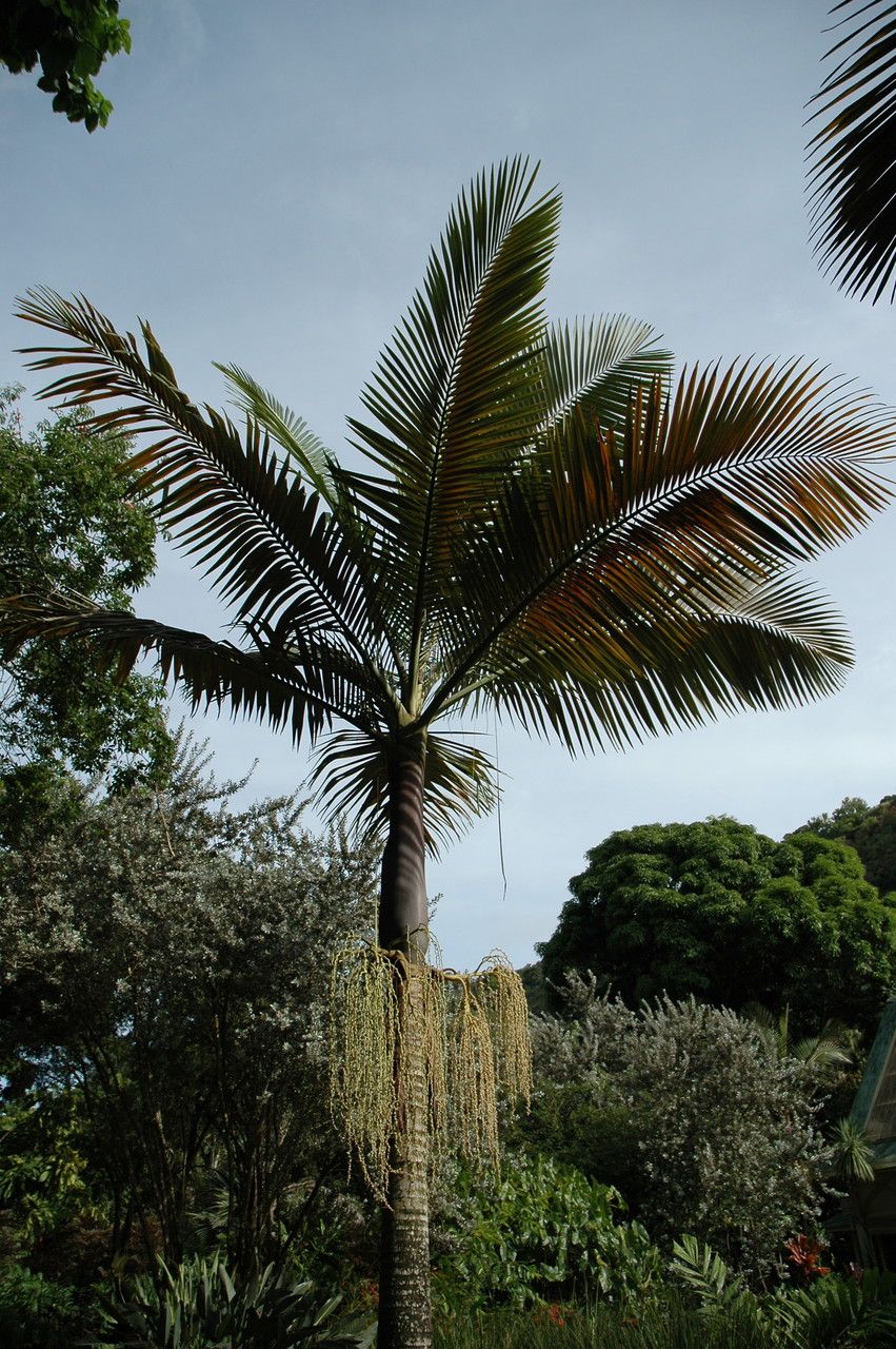 Archontophoenix purpurea — related species from the same genus