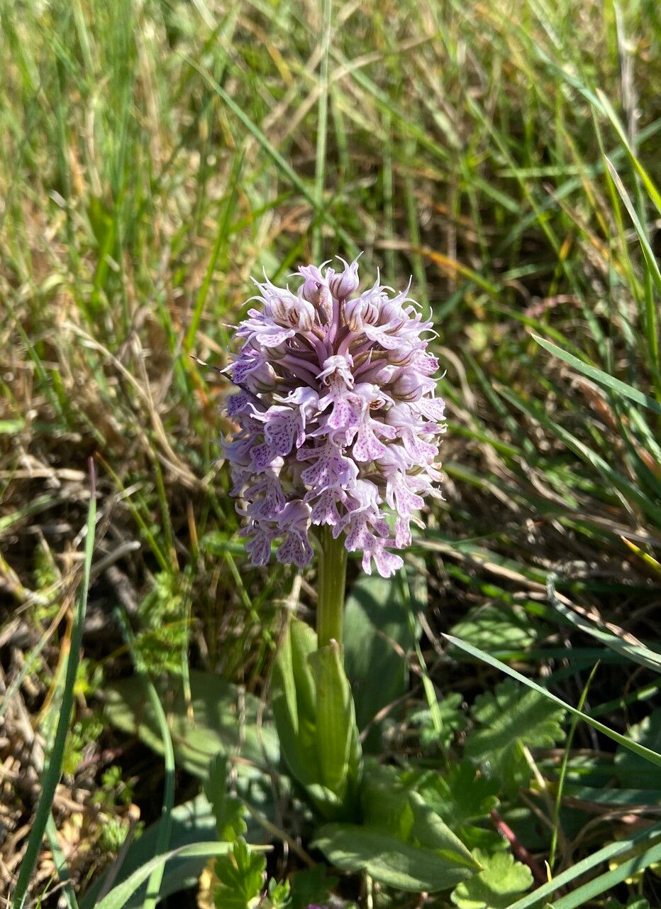 Neotinea conica flower