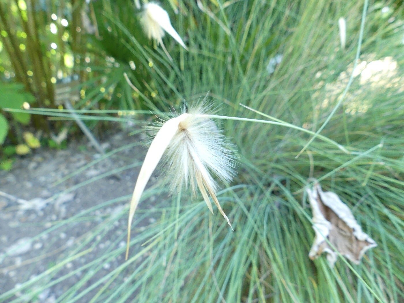 Lygeum spartum flower