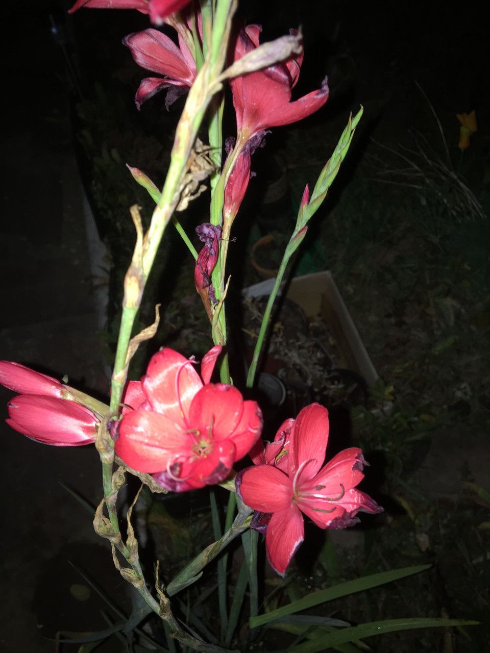 Hesperantha coccinea flower