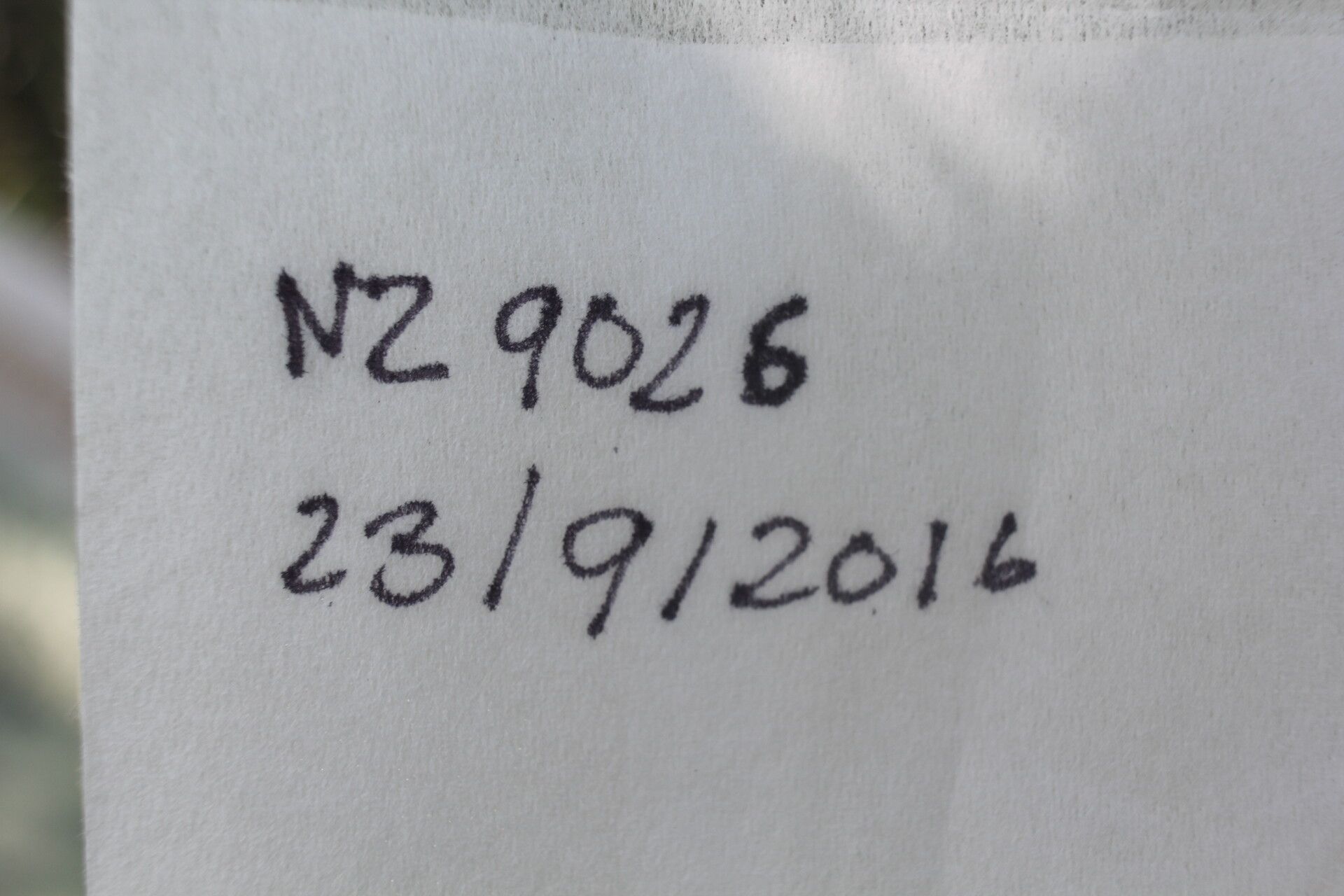 Senna skinneri fruit