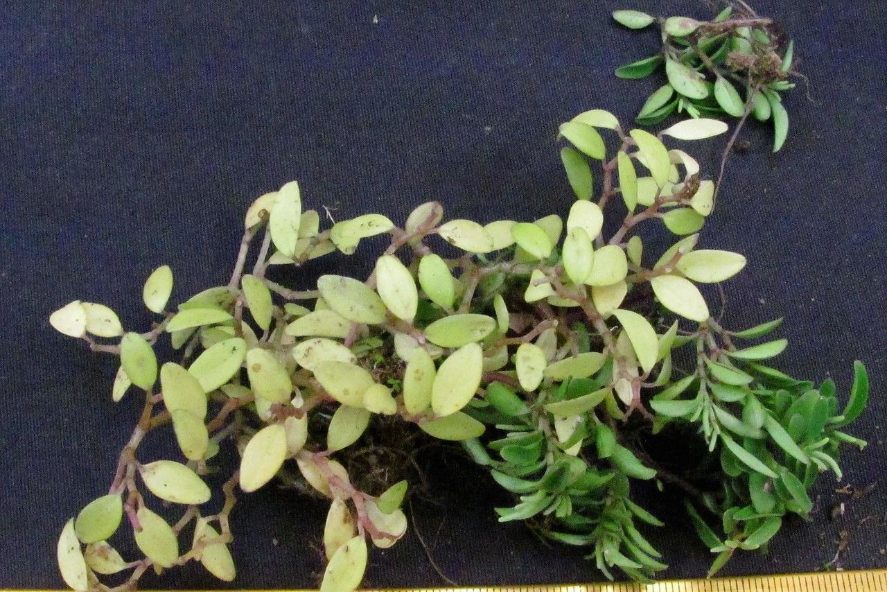 Peperomia candelaber — houseplant care guide