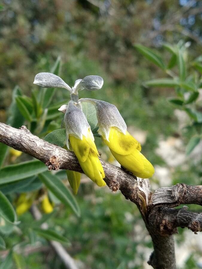 Anagyris foetida flower