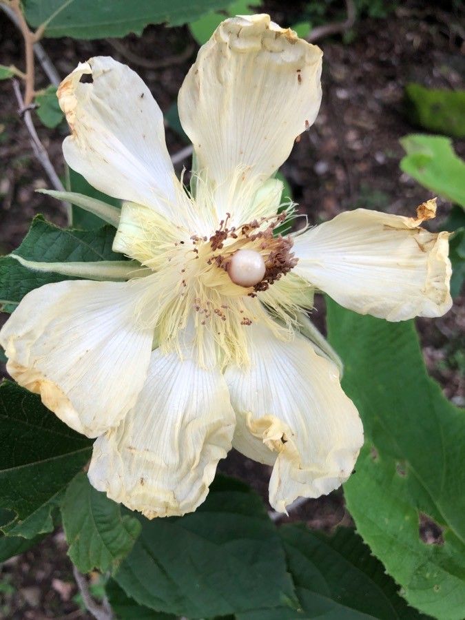 Luehea candida flower