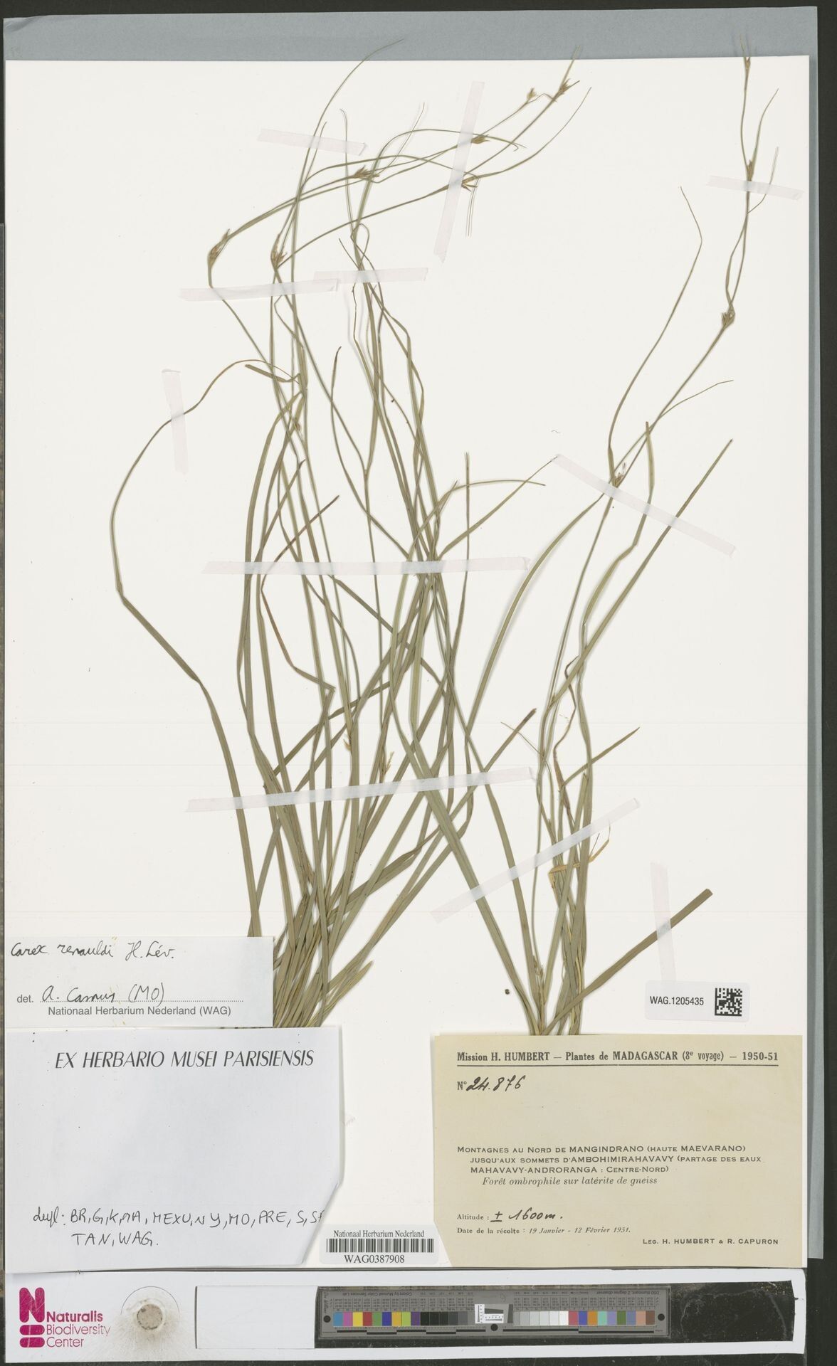 Carex renauldii — houseplant care guide