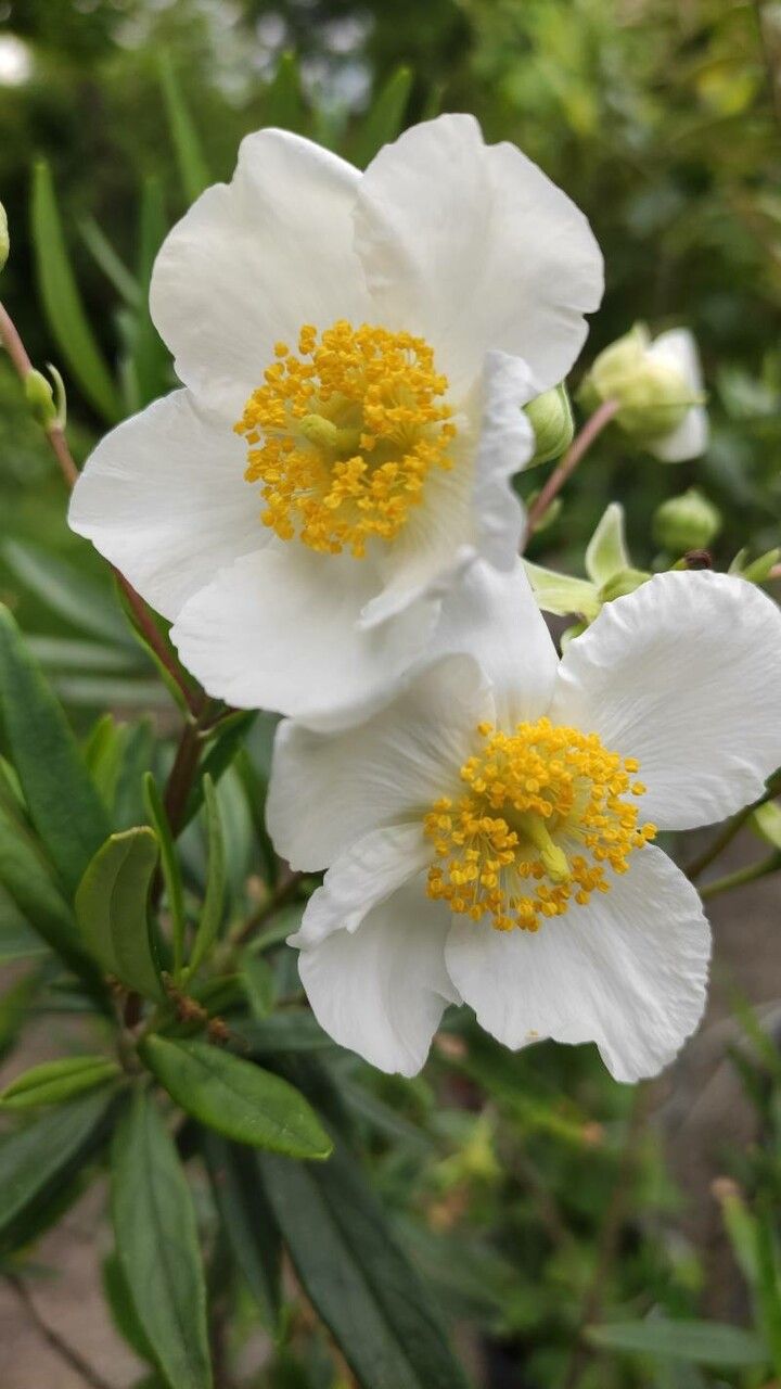 Carpenteria californica flower