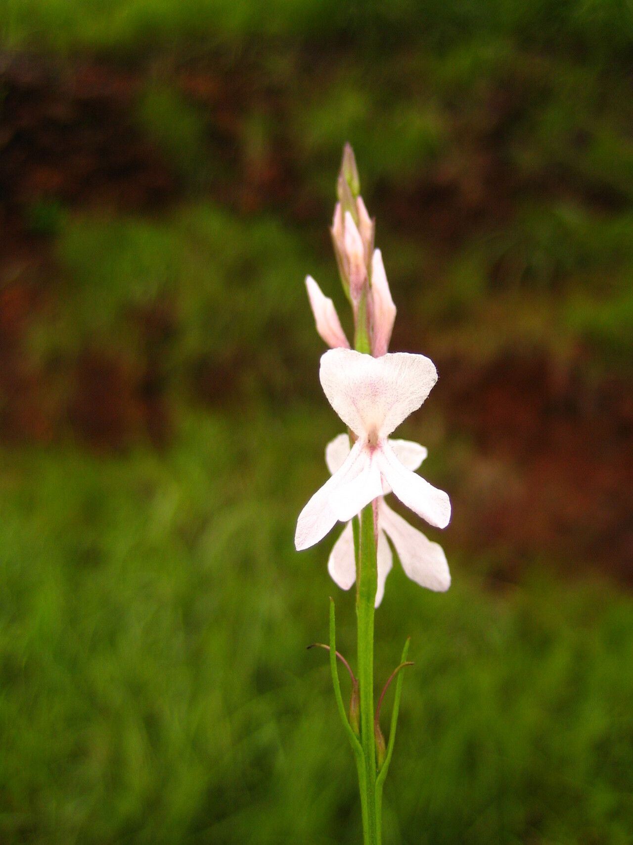 Striga aequinoctialis flower