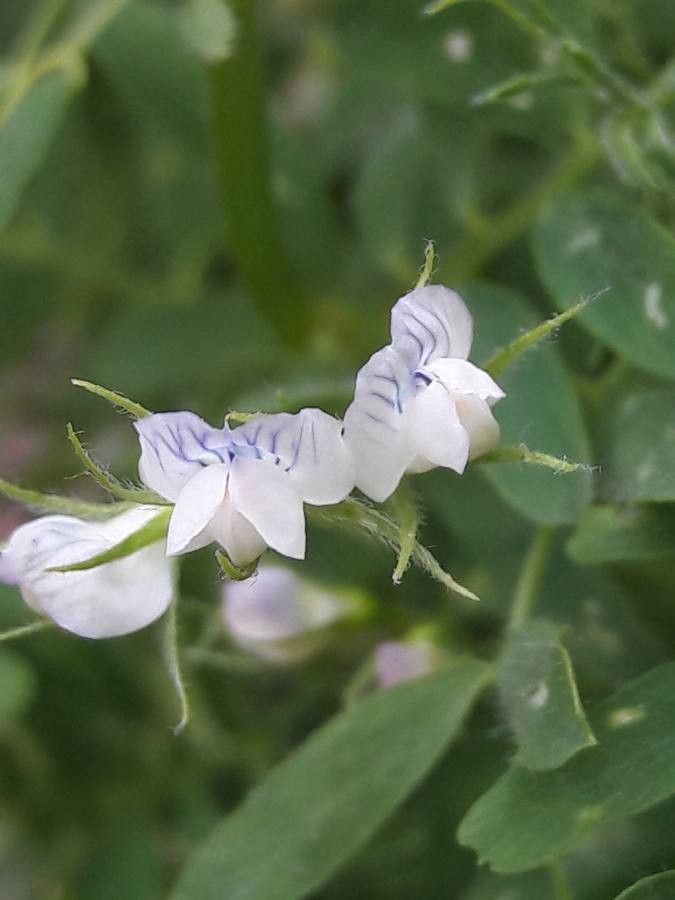 Lens culinaris flower