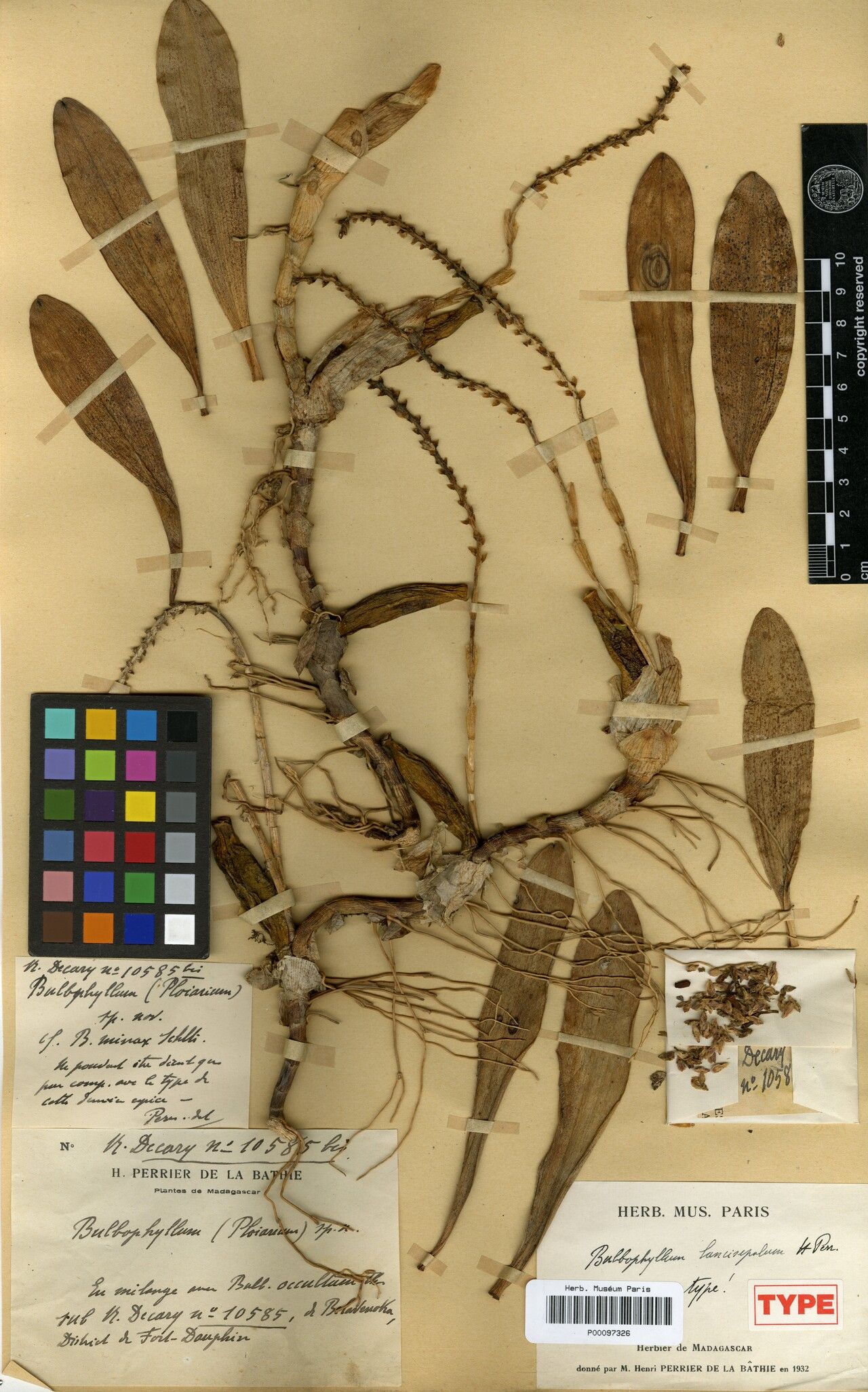 Bulbophyllum lancisepalum — houseplant care guide