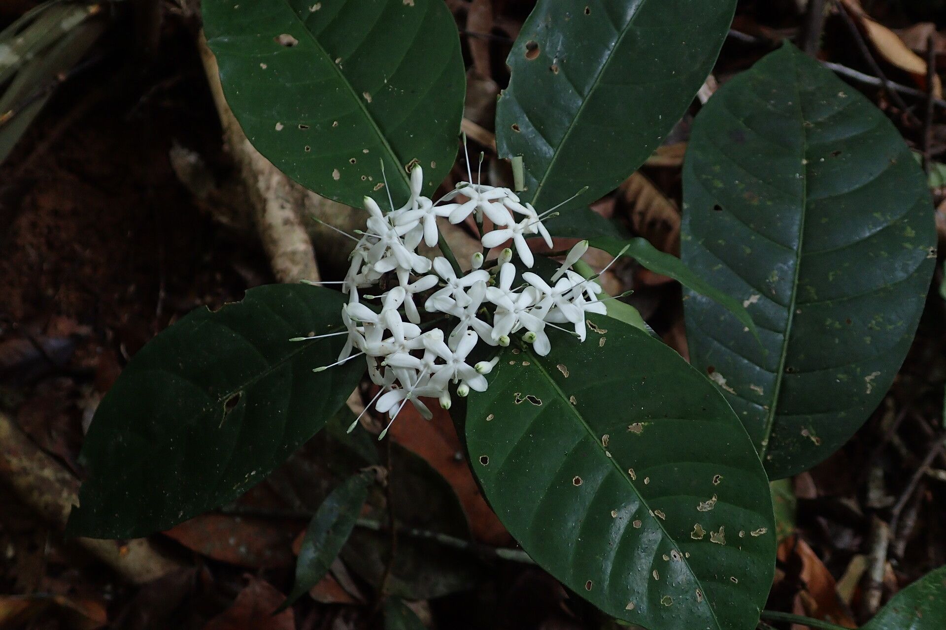 Pavetta stemonogyne flower