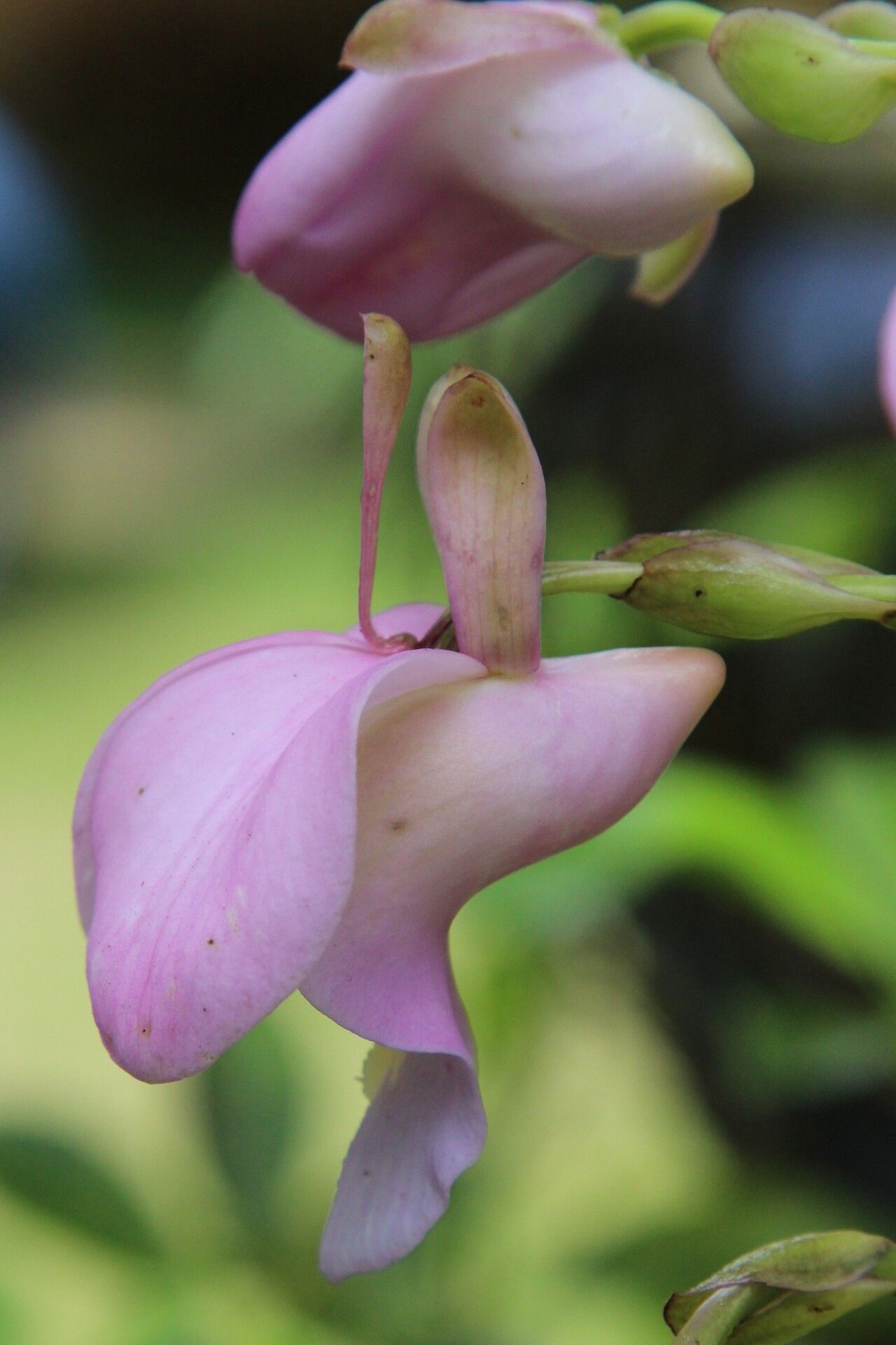 Eulophia bouliawongo — houseplant care guide