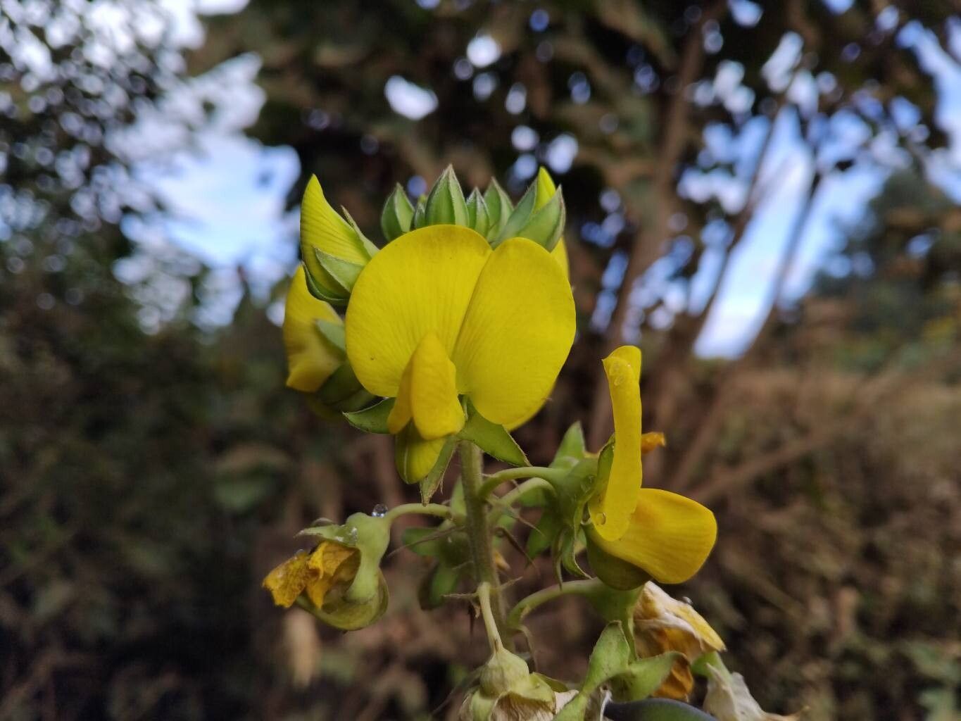 Crotalaria goreensis flower
