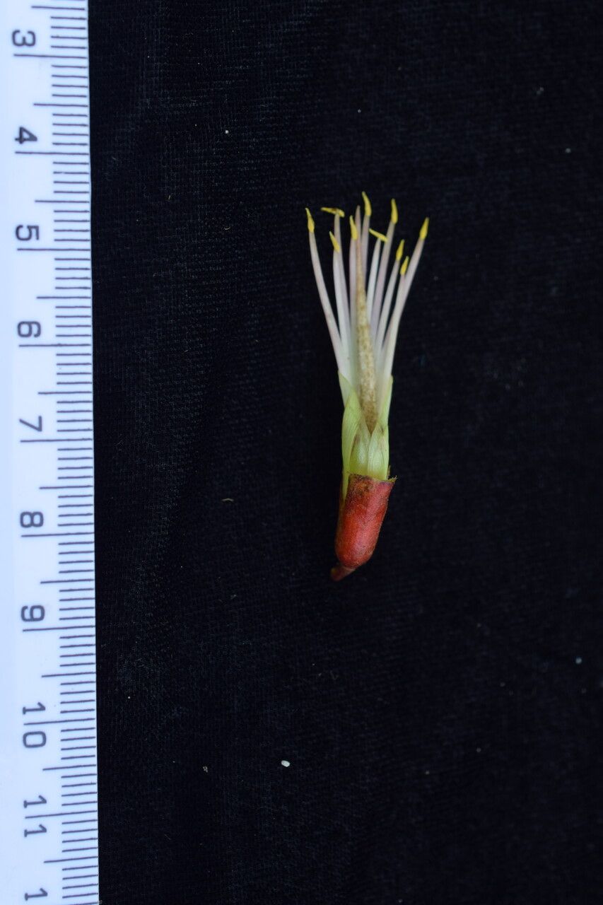 Erythrina arborescens