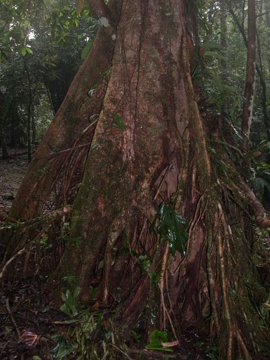 Ocotea hartshorniana bark
