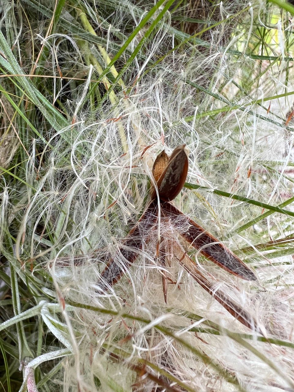 Tillandsia schiedeana fruit