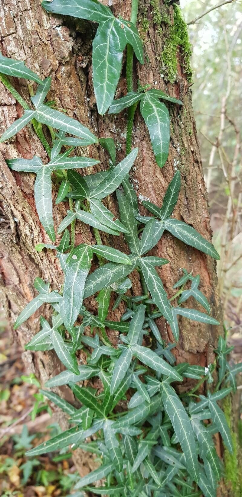 Hedera nepalensis leaf