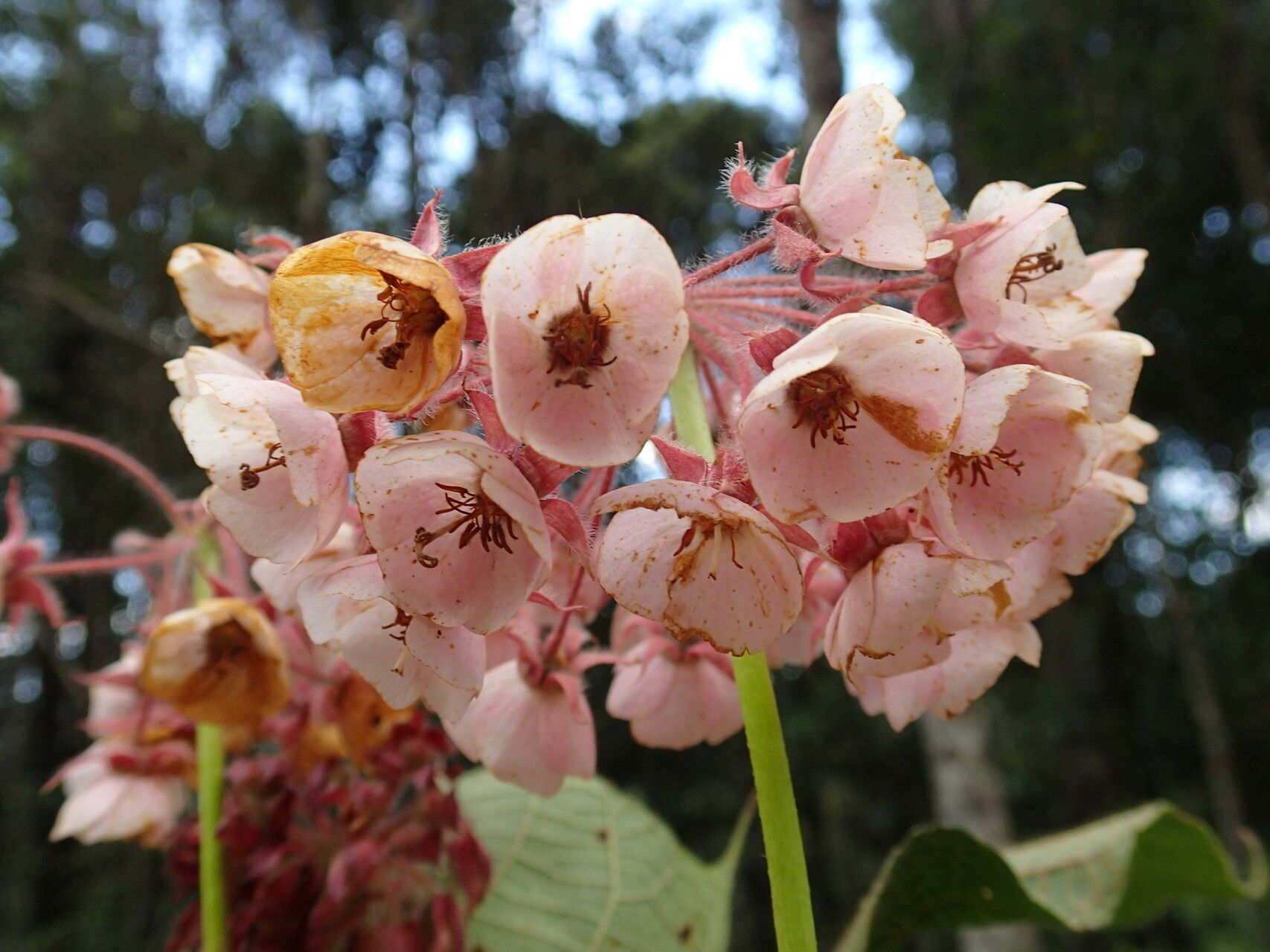 Dombeya antsianakensis — houseplant care guide