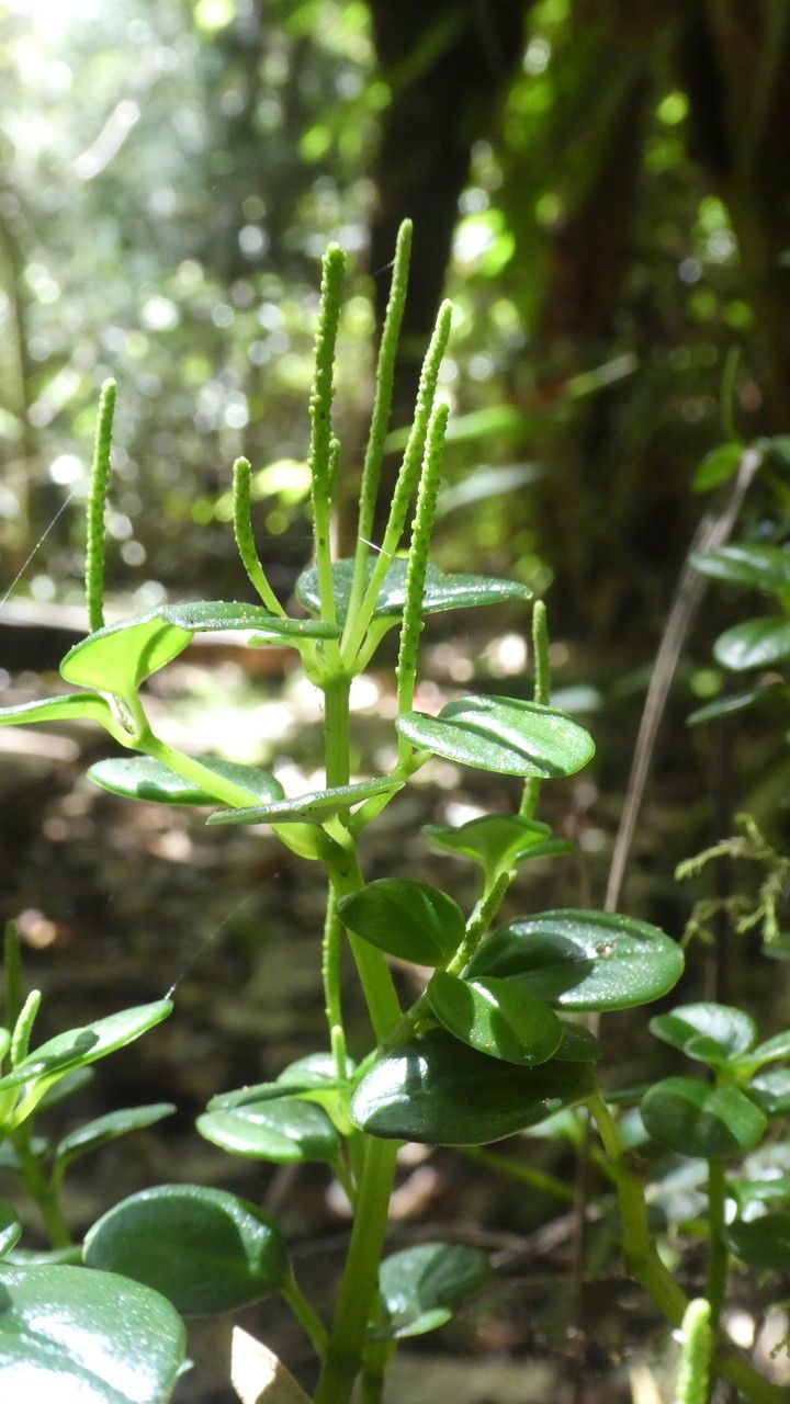 Peperomia elliptica — search result for 'Peperomia'