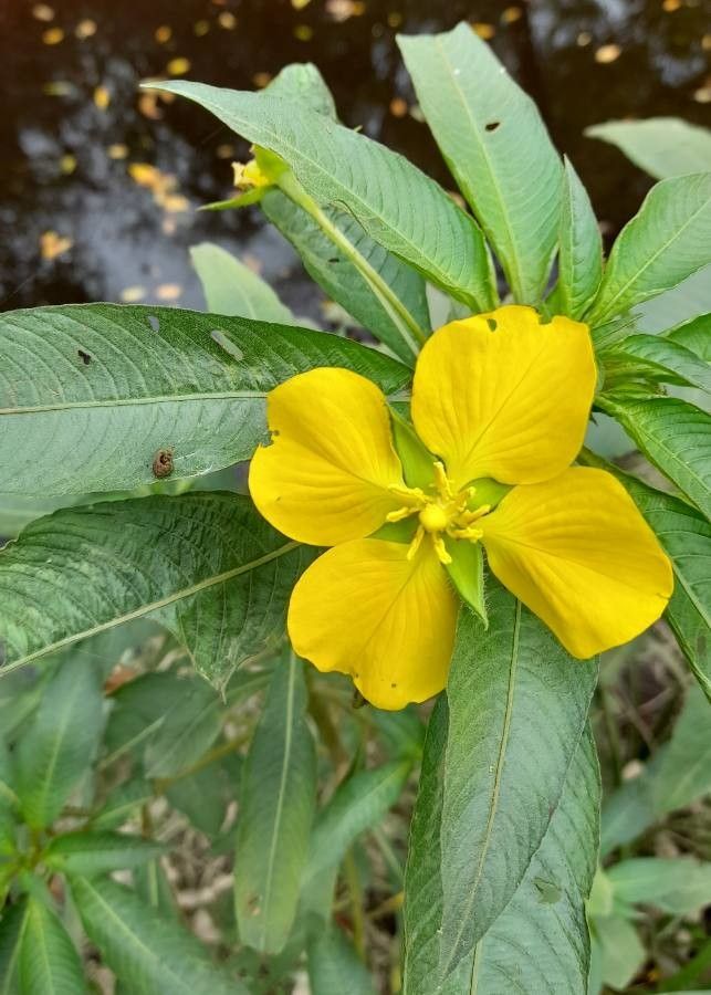 Ludwigia bonariensis other