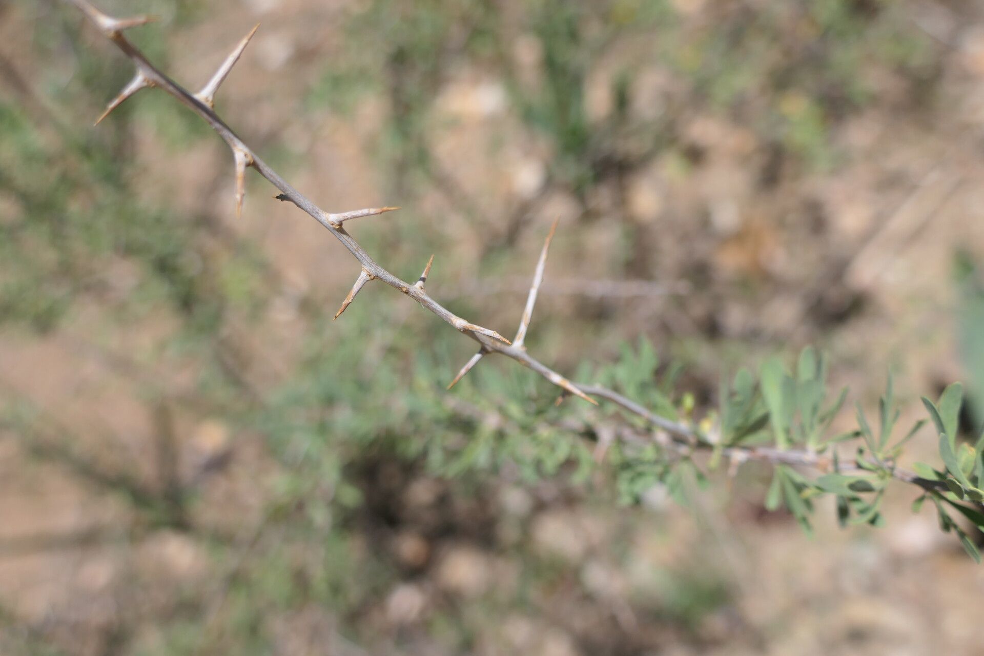 Lycium bosciifolium bark