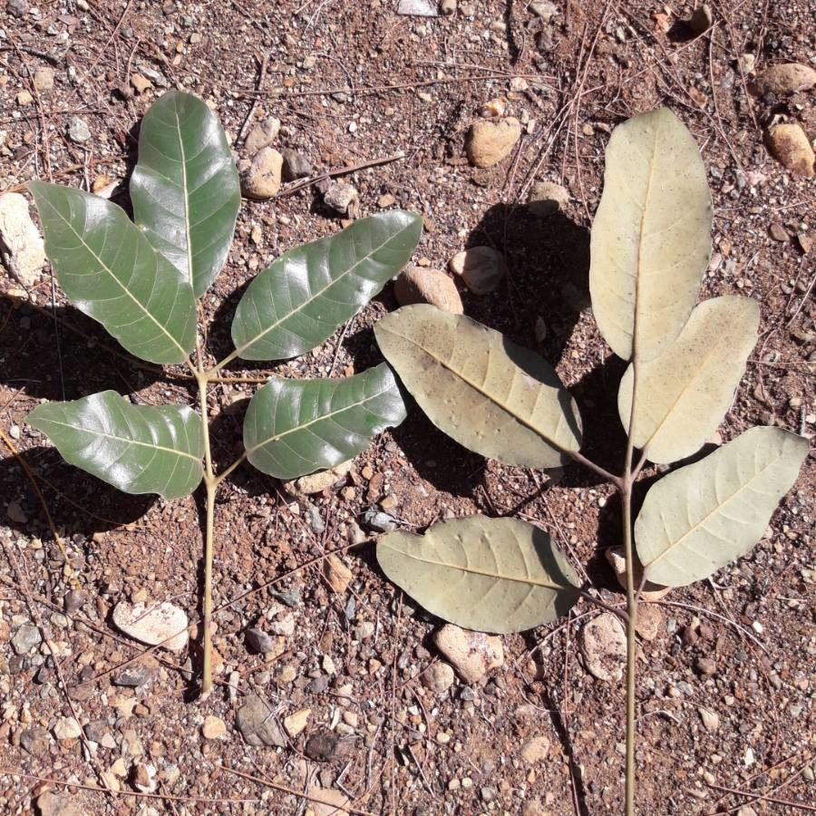 Canarium oleiferum leaf