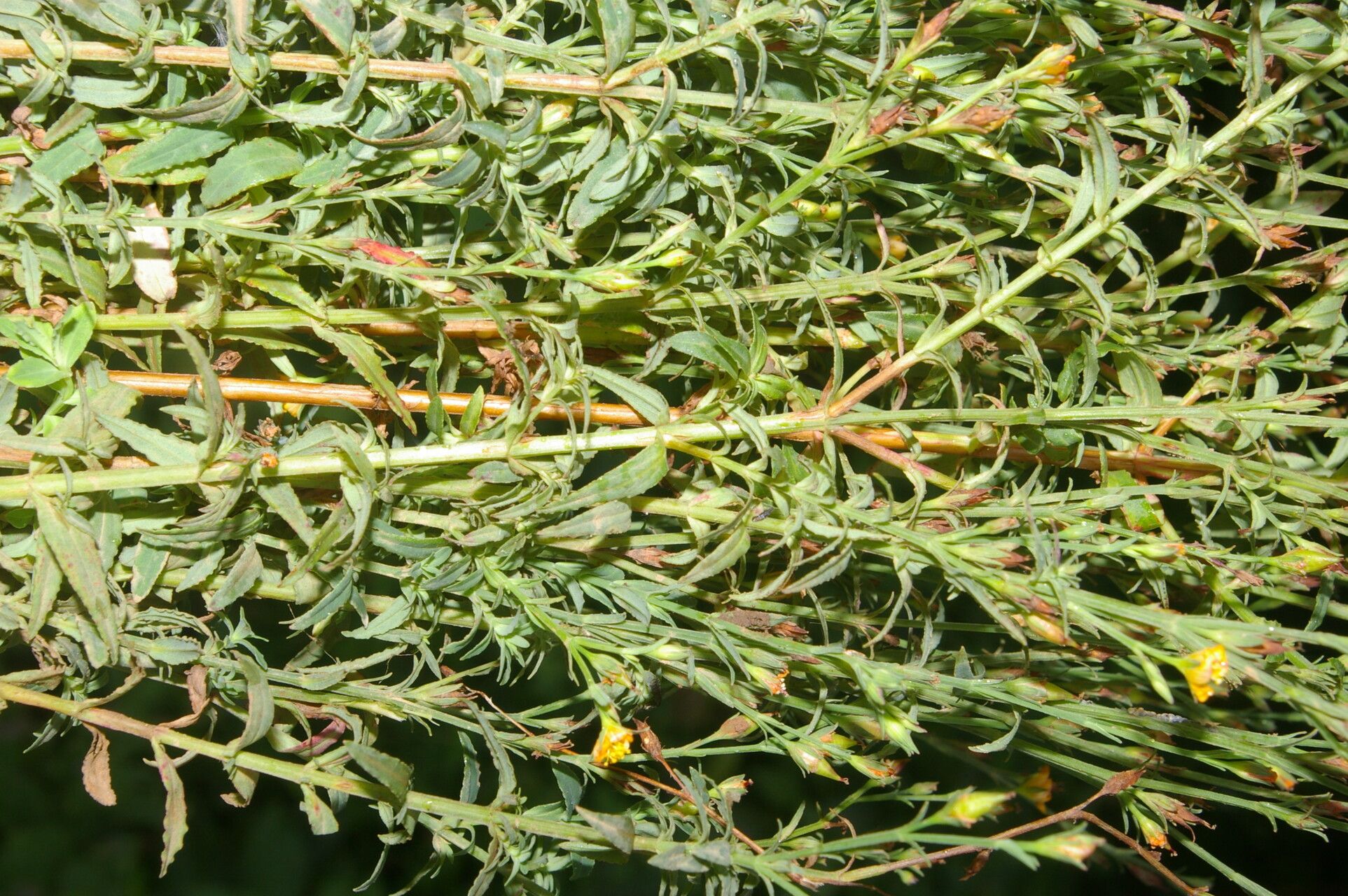 Hypericum thesiifolium habit