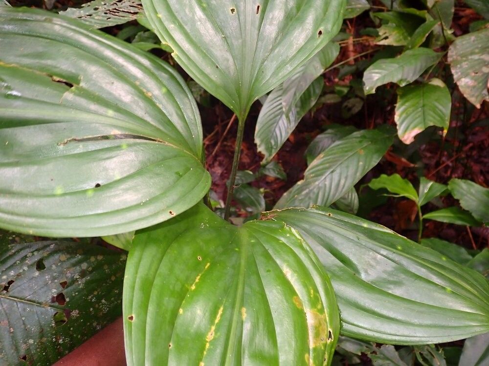 Dracaena phanerophlebia — search result for 'Dracaena'