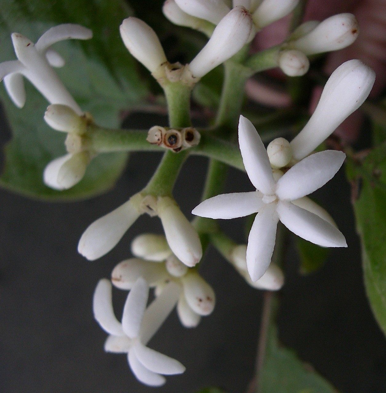 Psychotria frondosa flower
