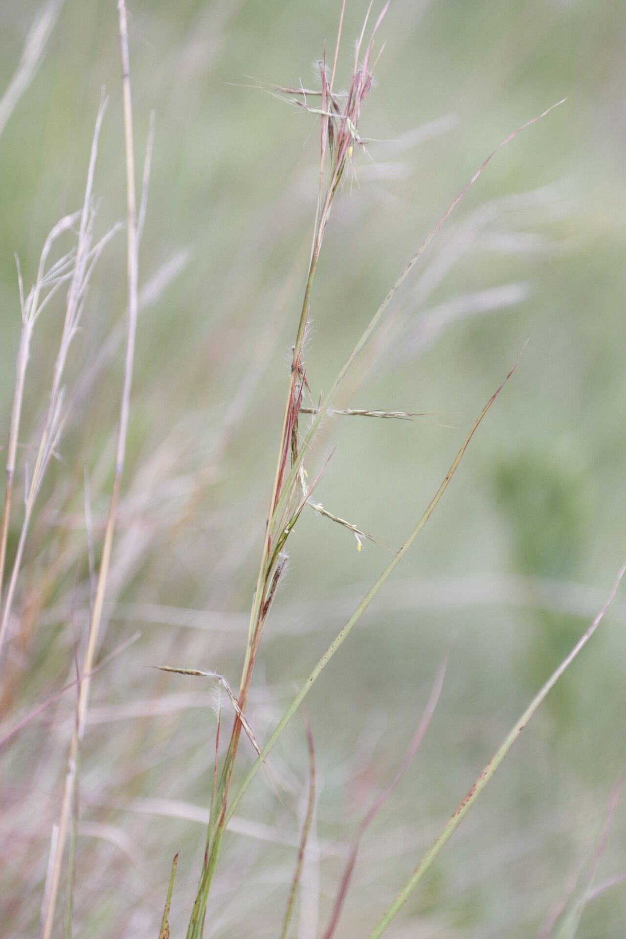 Hyparrhenia quarrei — houseplant care guide